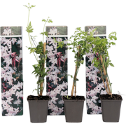 Jasmijn - Set van 3 - Jasminum 'Officinale' - Hoogte 25-40cm - ?9cm