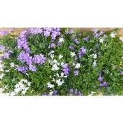 Campanula klokjesbloem toeter bloem 10 stuks in tray kleur mix