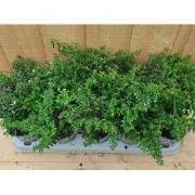 Luciferplant Cuphea 10 potjes per tray kleur mix
