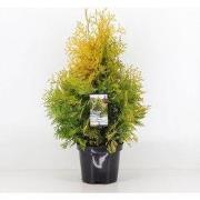 Thuja occidentalis yellow ribbon