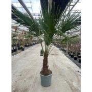 Trachycarpus Fortunei 25 liter pot