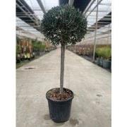 Olea europaea I