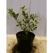 Hulst geelbont 30 cm