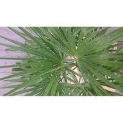 Winterharde Palmboom Trachycarpus Fortunei stamhoogte 20 cm en hoogte ...