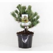 Pinus parviflora negishi 25-30 cm