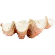 Light & Living - Ornament SHELL - 41x25x17cm - Oranje