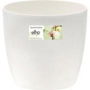 5 stuks - Brussels orchidee 12,5cm transparant