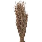 Clayre & Eef Droogbloemen 55 cm Beige Droogbloemen