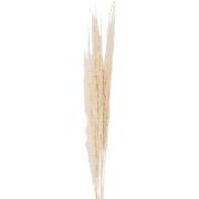 Clayre & Eef Droogbloemen 90 cm Wit Droogbloemen