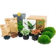 URBANJNGL - Planten terrarium pakket - 5 terrarium planten - Navul & S...