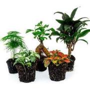 URBANJNGL - Terrarium planten pakket Ficus Ginseng - 5 planten - Bonsa...