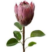 Clayre & Eef Kunstbloem 65 cm Paars Kunststof