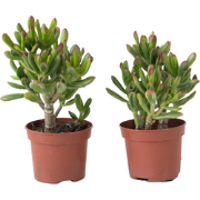 Geldboom - Set van 2 - Crassula ovata 'Gollum' - Hoogte 15-25cm - Pot ...