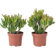 Jadeplant - Set van 2 - Crassula ovata 'Hobbit' - Hoogte 10-20cm - ?12...