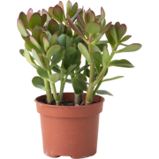 Geldboom - Crassula ovata - Hoogte 15-25 cm - ø 12 cm