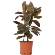 Rubberplant - Ficus Elastica 'Belize' - Hoogte 75-100cm - ?24cm