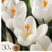 Krokusbollen - Set van 30 - Crocus 'White' - Bloembollen - Wit