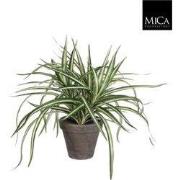 6 stuks! Dracaena wit in pot stan grijs d11,5 cm h34xd40 cm Mica Decor...