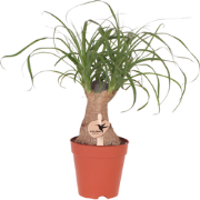 Kolibri Greens | Groene plant - Beaucarnea 9 cm - groene kamerplant - ...