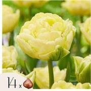 Tulpenbollen - Set van 14 - Tulipa 'Avant Garde' - Bloembollen - Geel