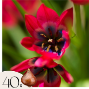 Tulpenbollen - Set van 40 - Tulipa 'Little Beauty' - Bloembollen - Roo...