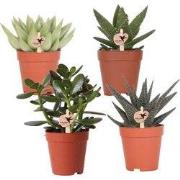 Kolibri Greens | set van 4 succulenten potmaat Ø9cm | groene kamerplan...