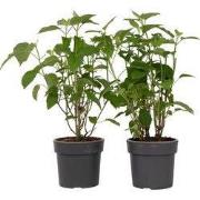 Bolhortensia - Set van 2 - Hydrangea 'Strong Annabelle' - Hoogte 30-40...