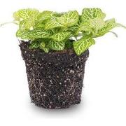 URBANJNGL - Fittonia Joly Lemon - Wit/groen (Fluor) - Mozaiekplantje