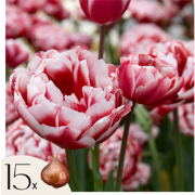 Tulpenbollen - Set van 15 - Tulipa 'Drumline' - Bloembollen - Roze