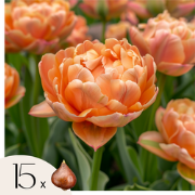 Tulpenbollen - Set van 15 - Tulipa 'Copper Image' - Bloembollen