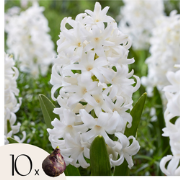 Hyacintenbollen - Set van 10 - Hyacinthus 'Carnegie' - Bloembollen - W...
