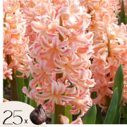 Hyacintenbollen - Set van 25 - Hyacinthus 'Gipsy Queen' - Bloembollen ...