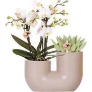 Kolibri Orchids | Set van witte orchidee Zürich en Succulent in Tube s...