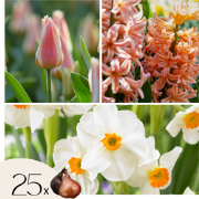 Bloembollenset - Set van 25 - Narcissus, Tulipa, Hyacinthus - Bloembol...