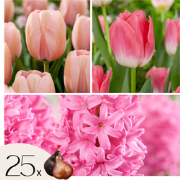 Bloembollenset - Set van 25 - Tulipa, Hyacinthus - Bloembollen - Roze