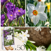 Shade Garden Box - 50 bloembollen voor schaduw & halfschaduw