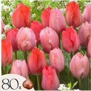 Tulpenbollen - Set van 80 - Tulipa 'Salmon', 'Van Eijk' - Bloembollen ...