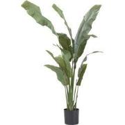 Kunstplant strelitzia - Hoogte 160cm