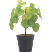 Kunstplant Pilea peperomioides - Hoogte 25cm