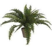 Fern green in pot Stan grey d15,5cm - h45xd70cm