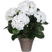 Hydrangea white in pot Stan grey d13,5cm - h45xd45cm