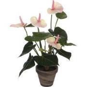 Anthurium l. pink in pot Stan grey d11,5cm - h40xd30cm