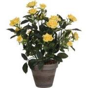 Rosebush yellow in pot Stan grey d11,5cm - h33xd25cm
