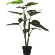 Philodendron in pot green - h100xd70cm