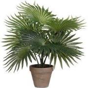 Palm green in pot Stan grey d11,5cm - h40xd35cm