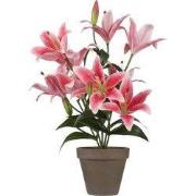 Tigerlily fuchsia in pot Stan grey d13,5cm - h47xd45cm