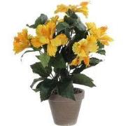 Hibiscus yellow in pot Stan grey d11,5cm - h40xd30cm