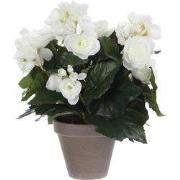 Begonia white in pot Stan grey d11,5cm - h30xd25cm