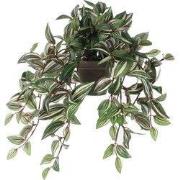 Tradescantia hanging green in pot Stan grey d11,5cm - l45xw25xh25cm