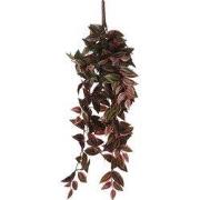 Tradescantia hanging bordeaux - l54xw20xh15cm